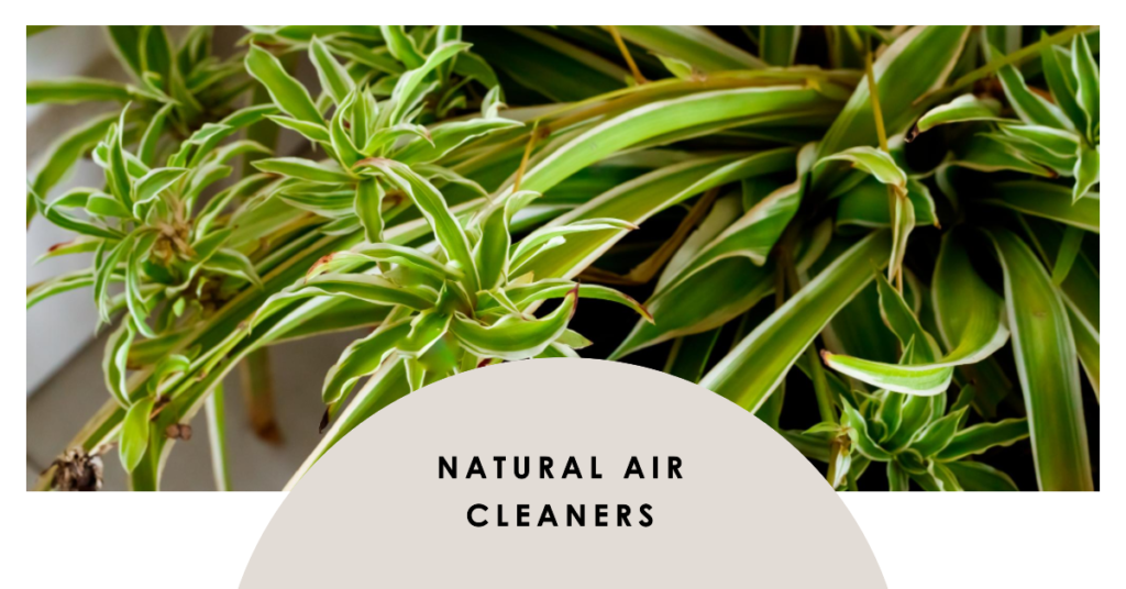 Natural Air Cleaners